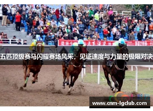 五匹顶级赛马闪耀赛场风采，见证速度与力量的极限对决